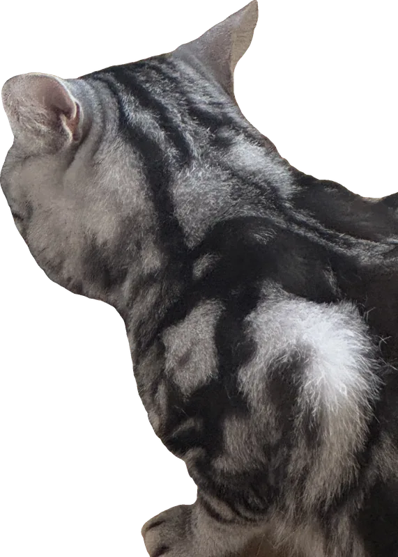 A tabby cat eating