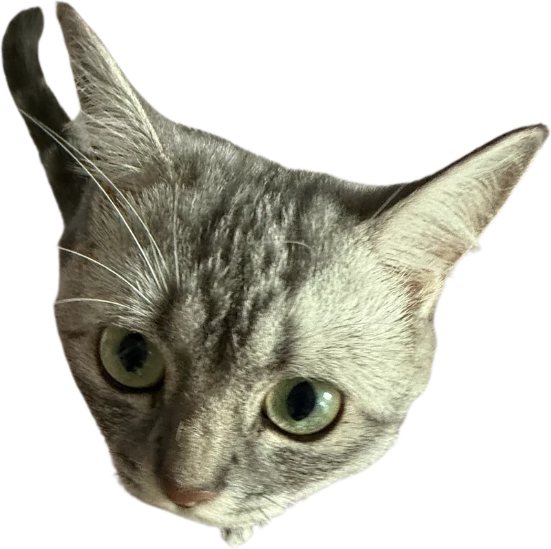A curious silver tabby cat