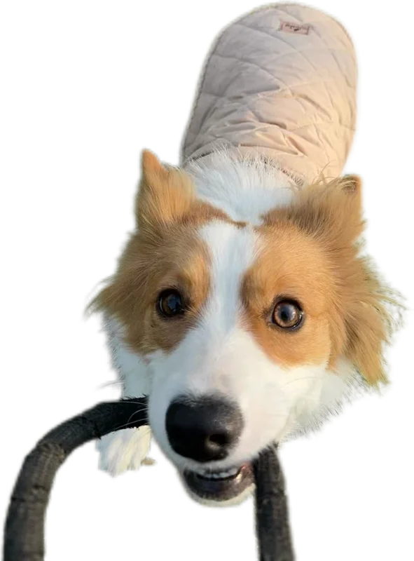 A happy corgi playing tug with a toy